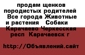 продам щенков породистых родителей - Все города Животные и растения » Собаки   . Карачаево-Черкесская респ.,Карачаевск г.